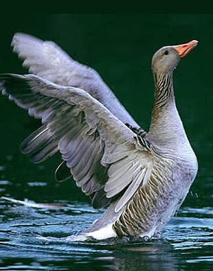 Vadliba